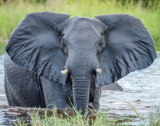 viaggio di gruppo botswana e zimbabwe