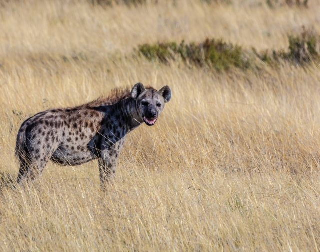 Namibia Safari