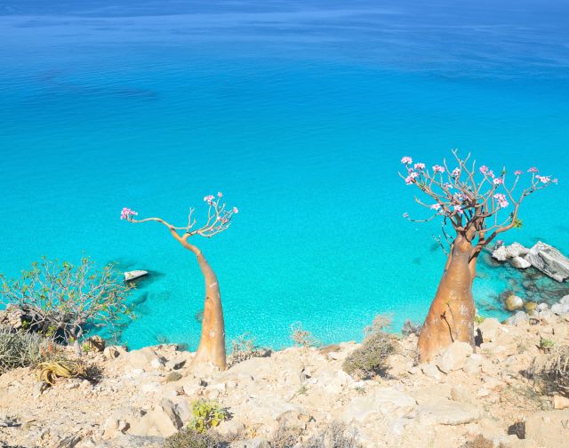 Viaggio di gruppo a Socotra