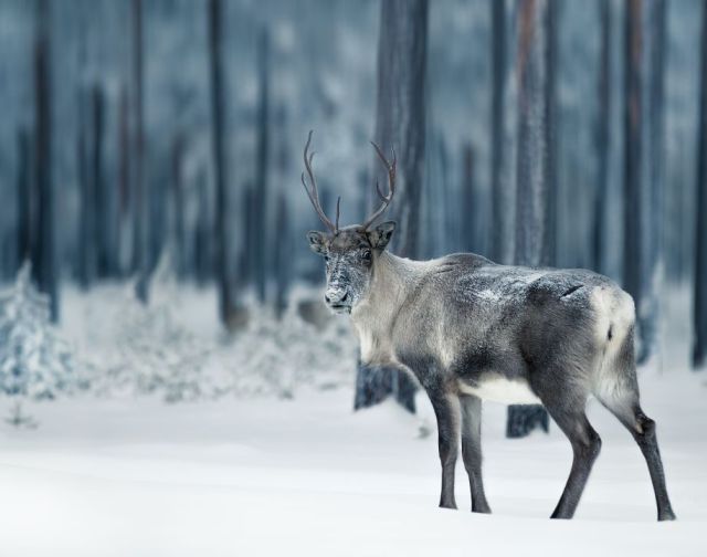 Viaggio di gruppo Lapponia Natale