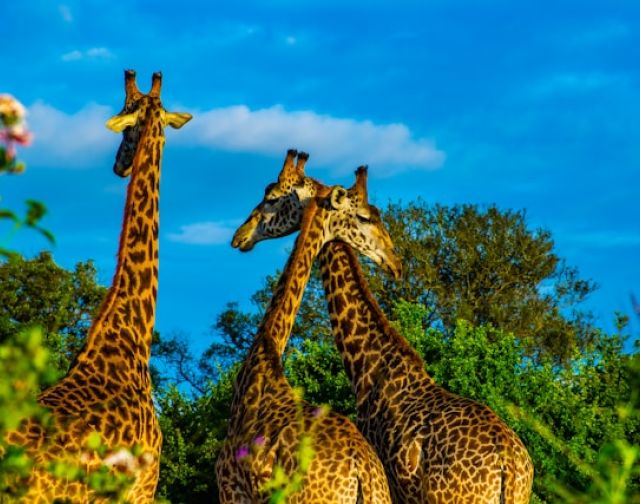 Viaggio di gruppo in Kenya