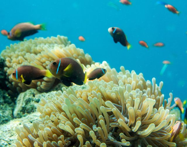 Maldive Diving