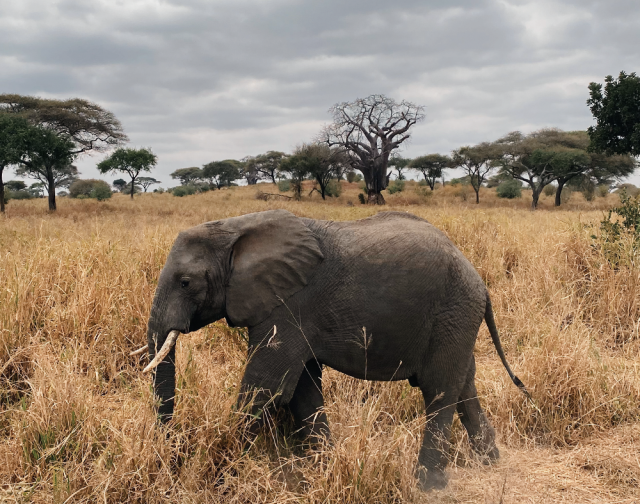 viaggio di gruppo tanzania e zanzibar