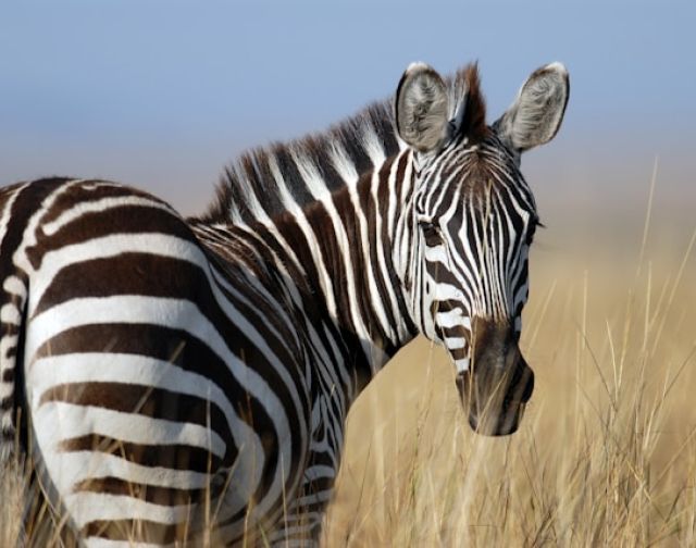 Viaggio di gruppo in Kenya
