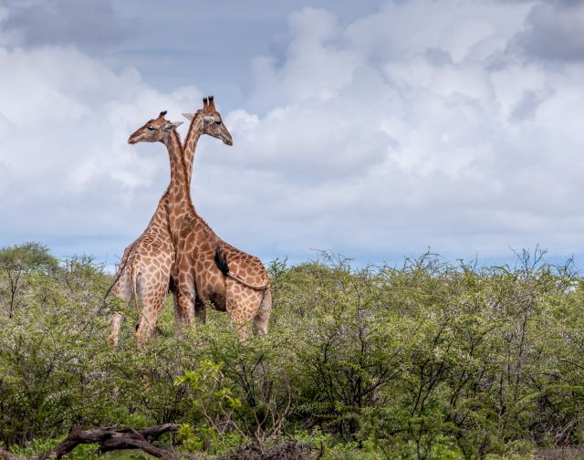 Namibia Safari