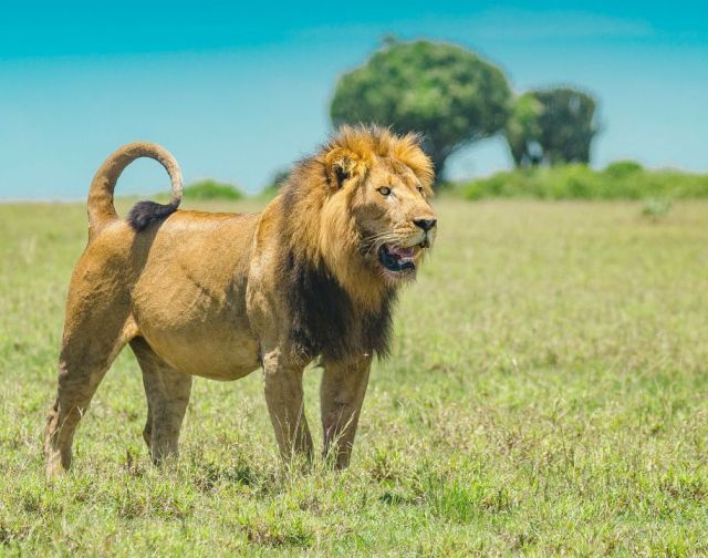 Viaggio di gruppo in Uganda