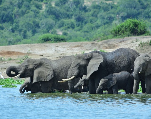 Viaggio di gruppo solidale Uganda e gorilla