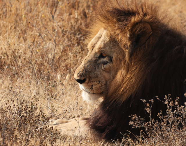 Viaggio di gruppo in Tanzania