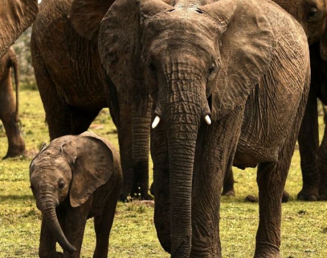 Viaggio di gruppo in Kenya