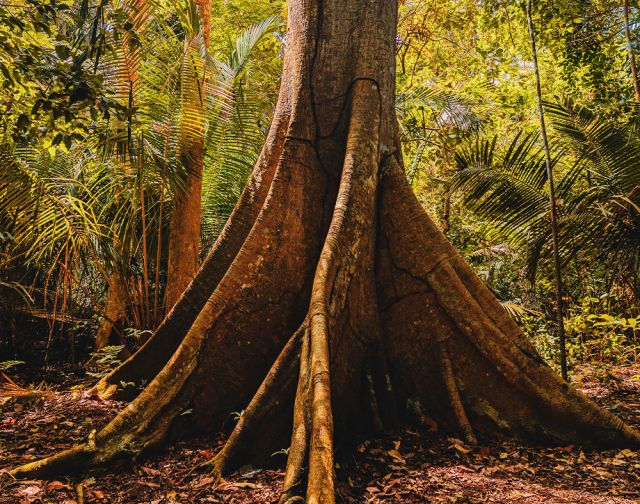 Viaggio di gruppo in Brasile Rio e Amazzonia