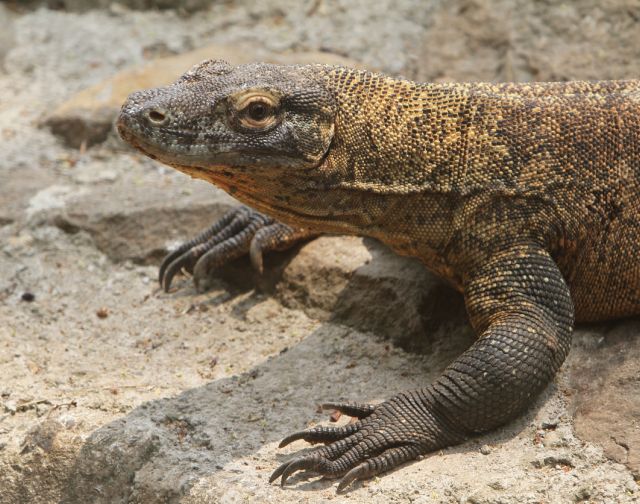 Viaggio di gruppo in Indonesia: Bali e Komodo