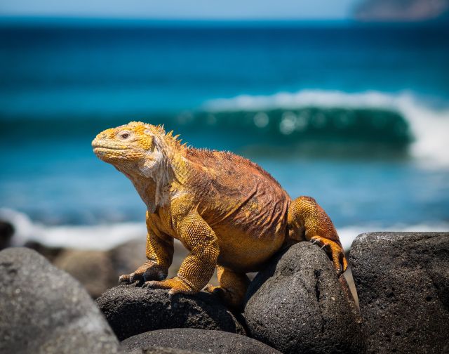 Viaggi di gruppo Ecuador e Isole Galapagos