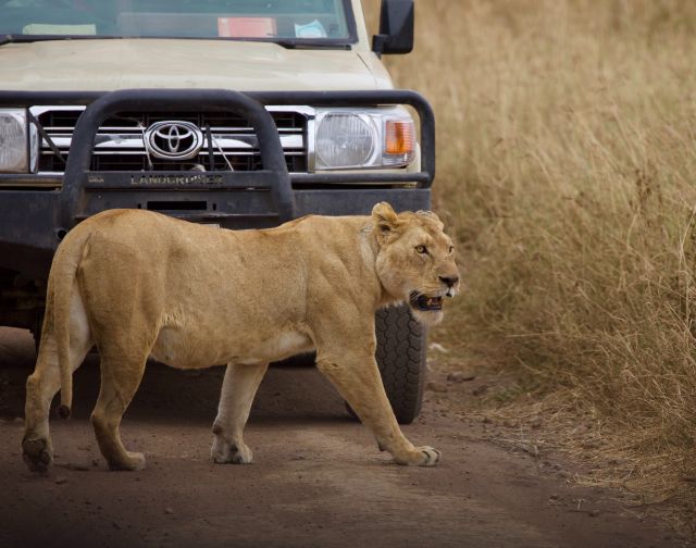 viaggio di gruppo tanzania safari migrazione