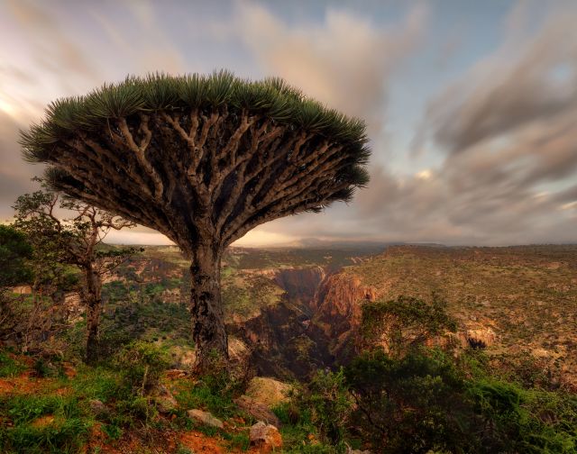 Viaggio di gruppo a Socotra