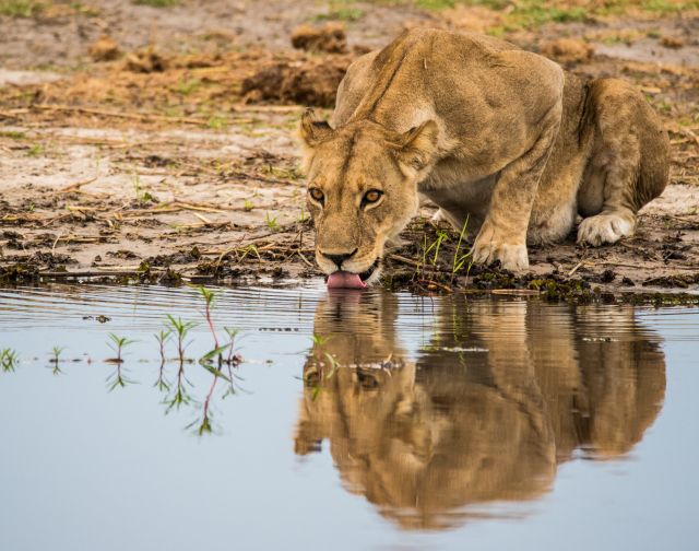 viaggio di gruppo botswana e zimbabwe