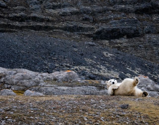 Svalbard in motoslitta