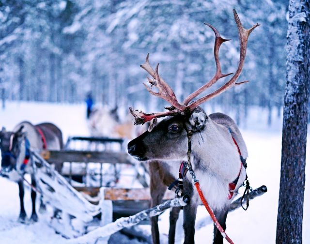 Lapponia Finlandese Sky Trip