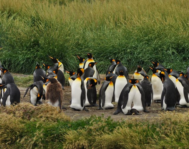 Viaggio di gruppo Patagonia