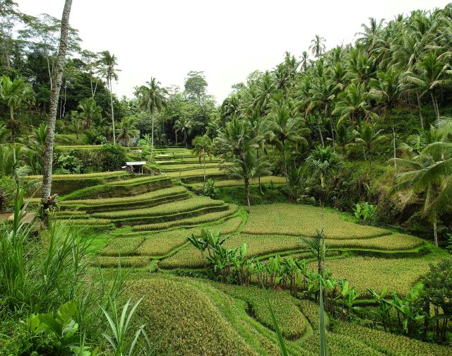 Viaggio di gruppo in Indonesia Bali e Java