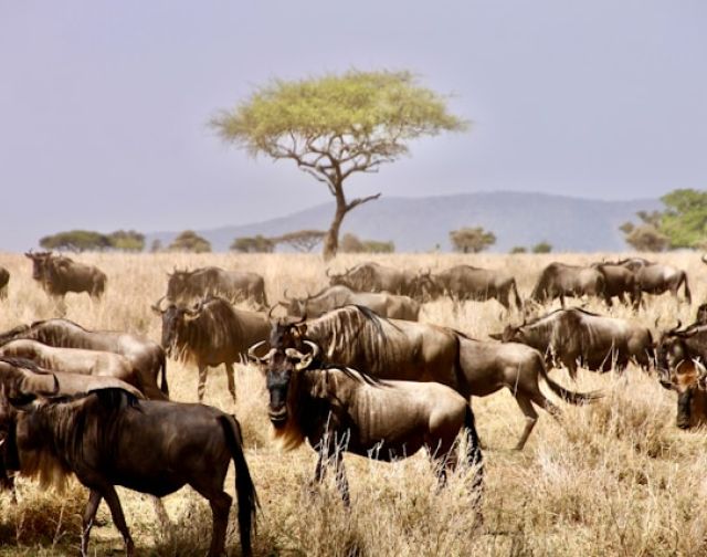 Viaggio di Gruppo  in Tanzania e Mafia Island