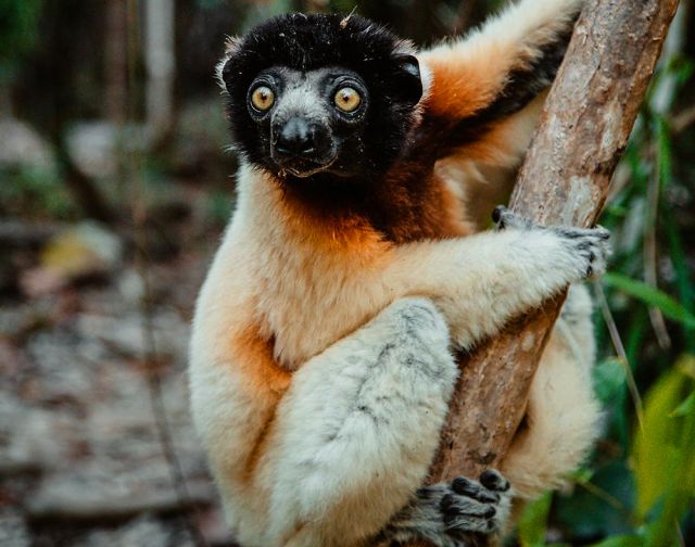 Viaggio di gruppo in Madagascar