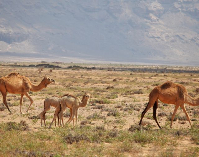 Viaggio di gruppo a Socotra