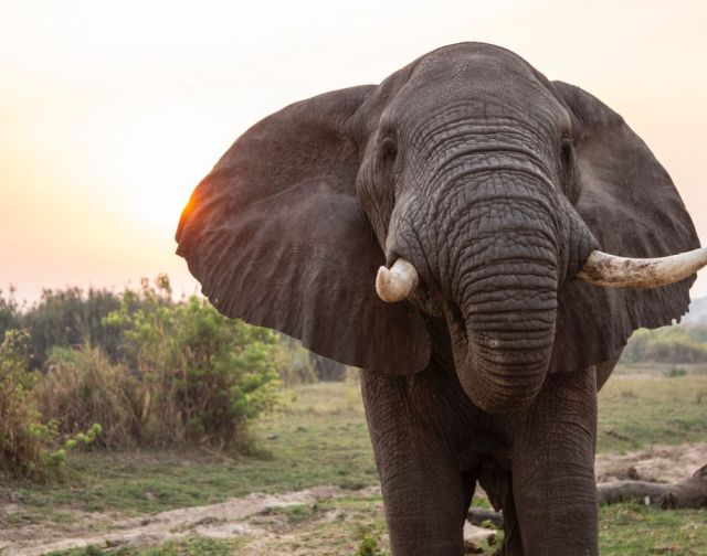 Viaggio di gruppo in Uganda