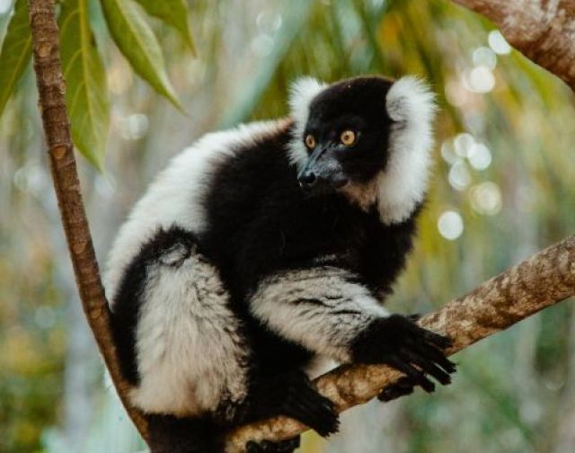 Viaggio in Madagascar