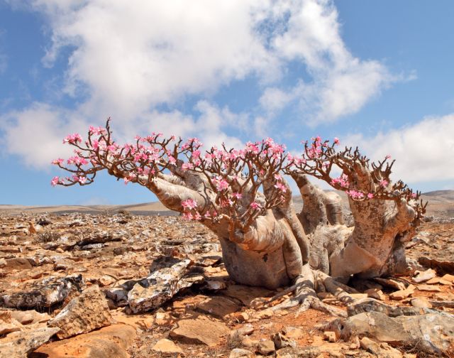 viaggio a socotra