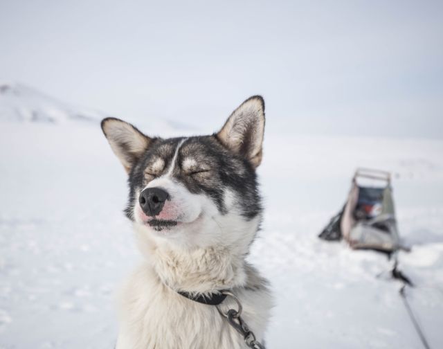 Svalbard in motoslitta