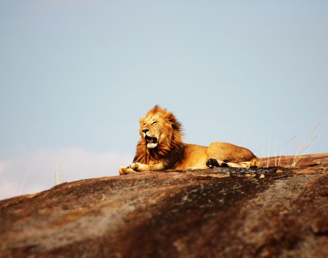 viaggio di gruppo tanzania safari migrazione