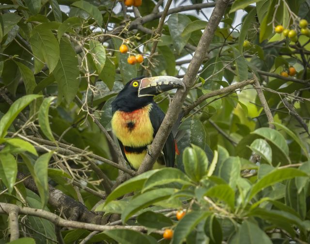 Guatemala & Belize