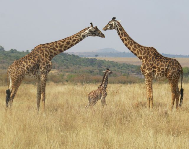 Viaggio di gruppo in Kenya