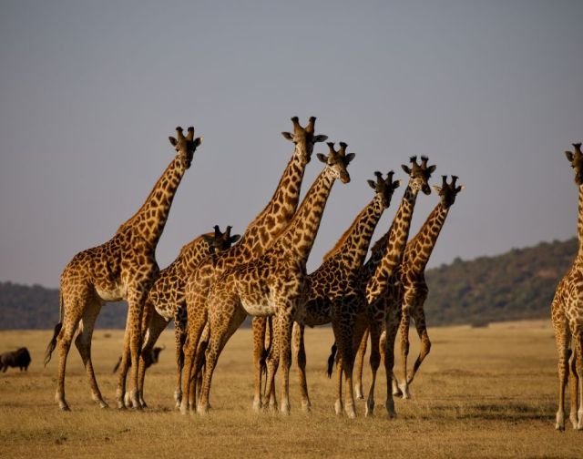 Tanzania Safari - La grande migrazione