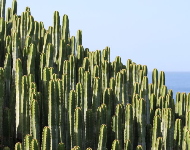 Tenerife e La Gomera