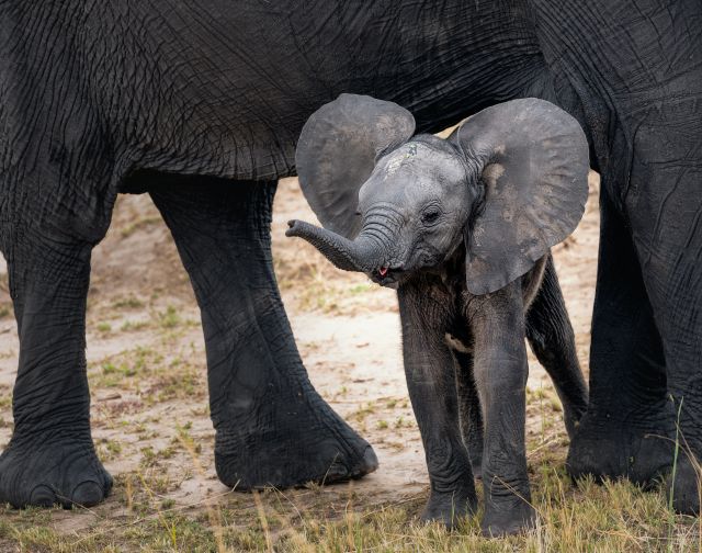 viaggio di gruppo tanzania e zanzibar