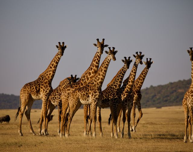 viaggio di gruppo tanzania safari migrazione
