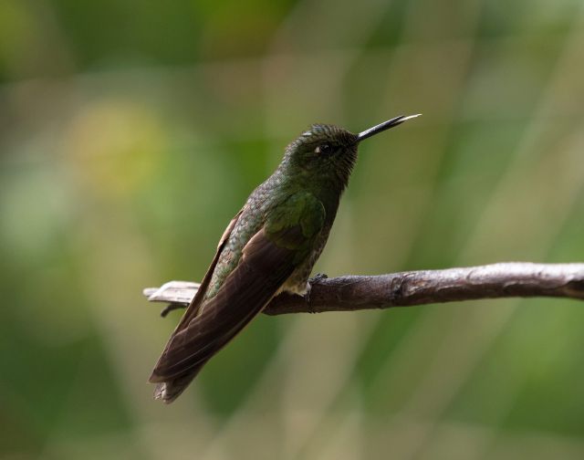 Viaggio in Colombia e Amazzonia