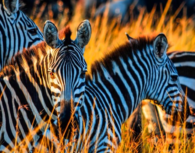 viaggio di gruppo in Tanzania con Treedom