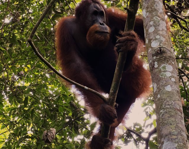 Indonesia Sumatra: alla ricerca di oranghi e civiltà perdute