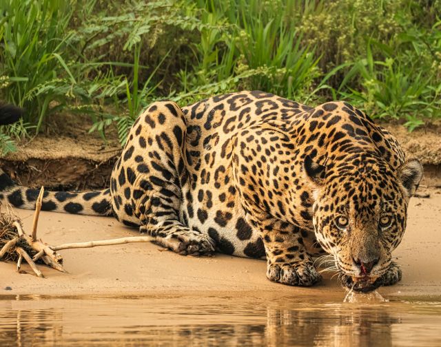 Brasile Seleção: Rio, Iguaçu e il Giaguaro del Pantanal