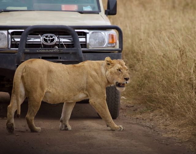 Tanzania Safari - La grande migrazione
