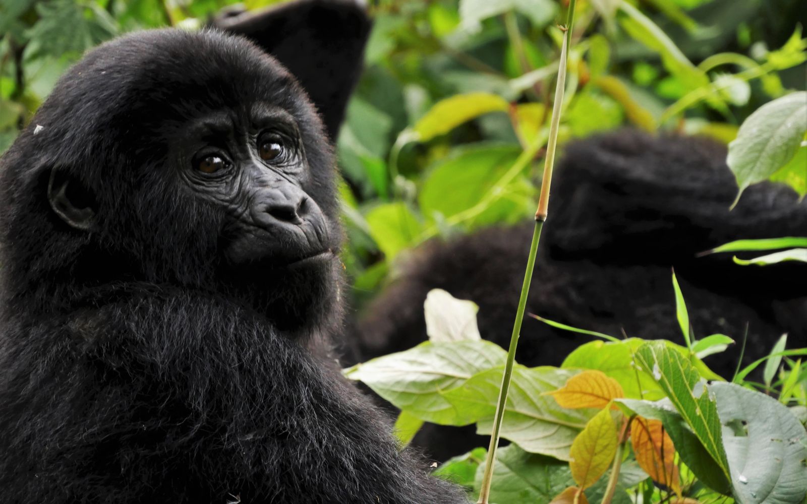 Viaggio di gruppo uganda gorilla safari capodanno