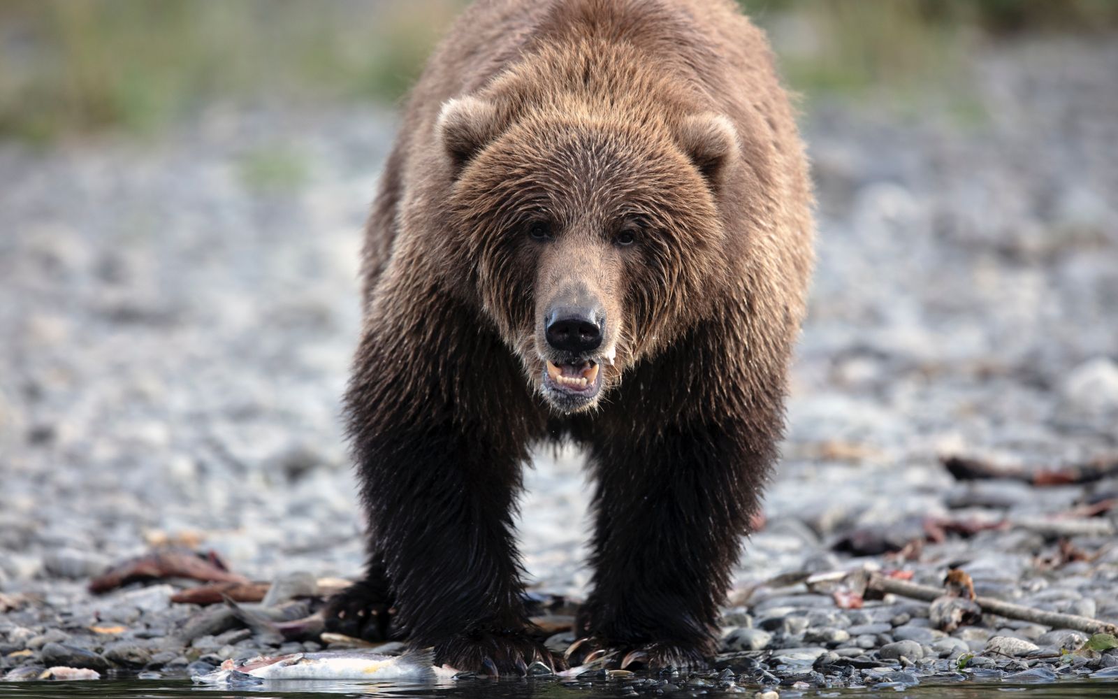Alaska: l'ultima frontiera