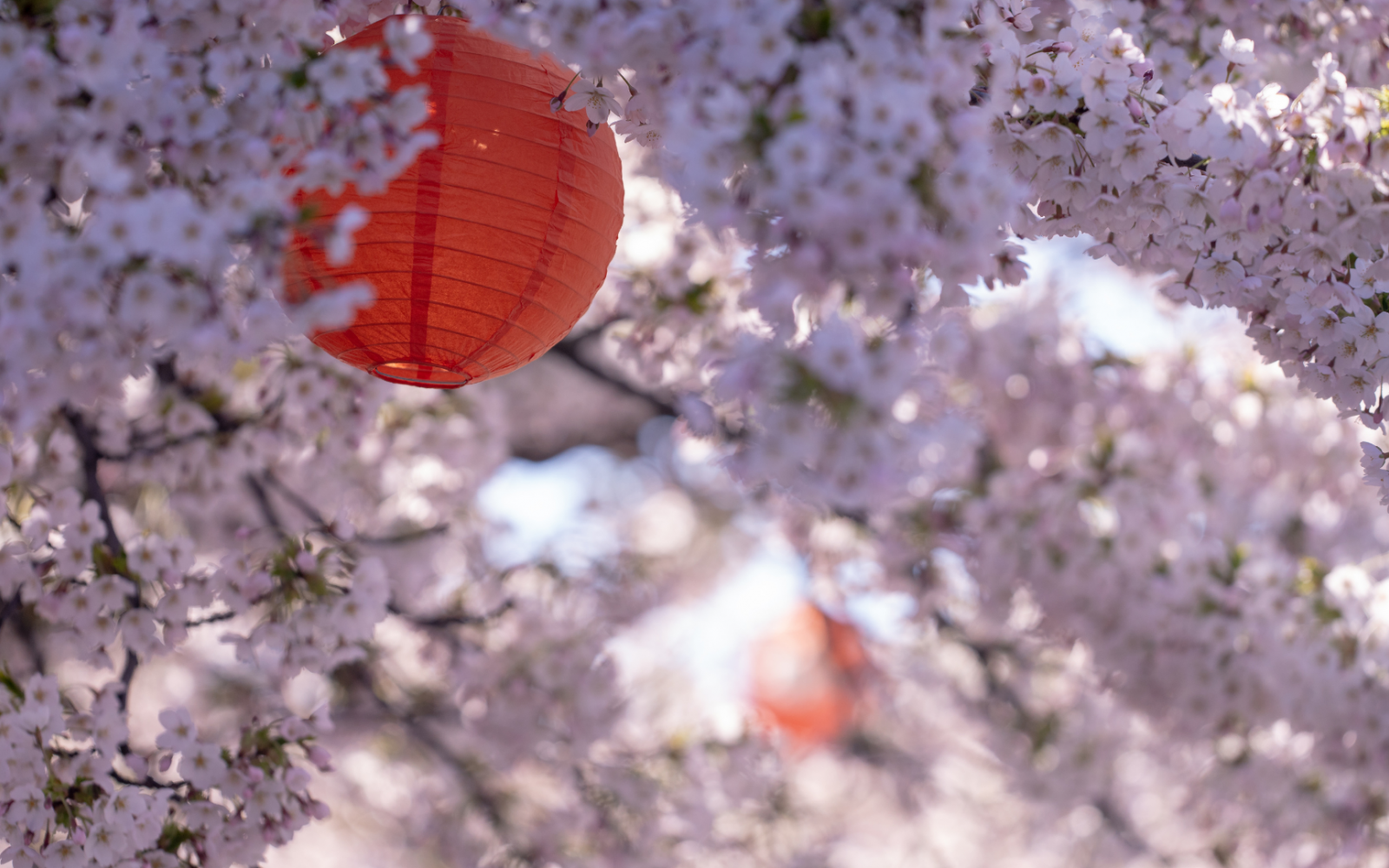 Giappone Hanami