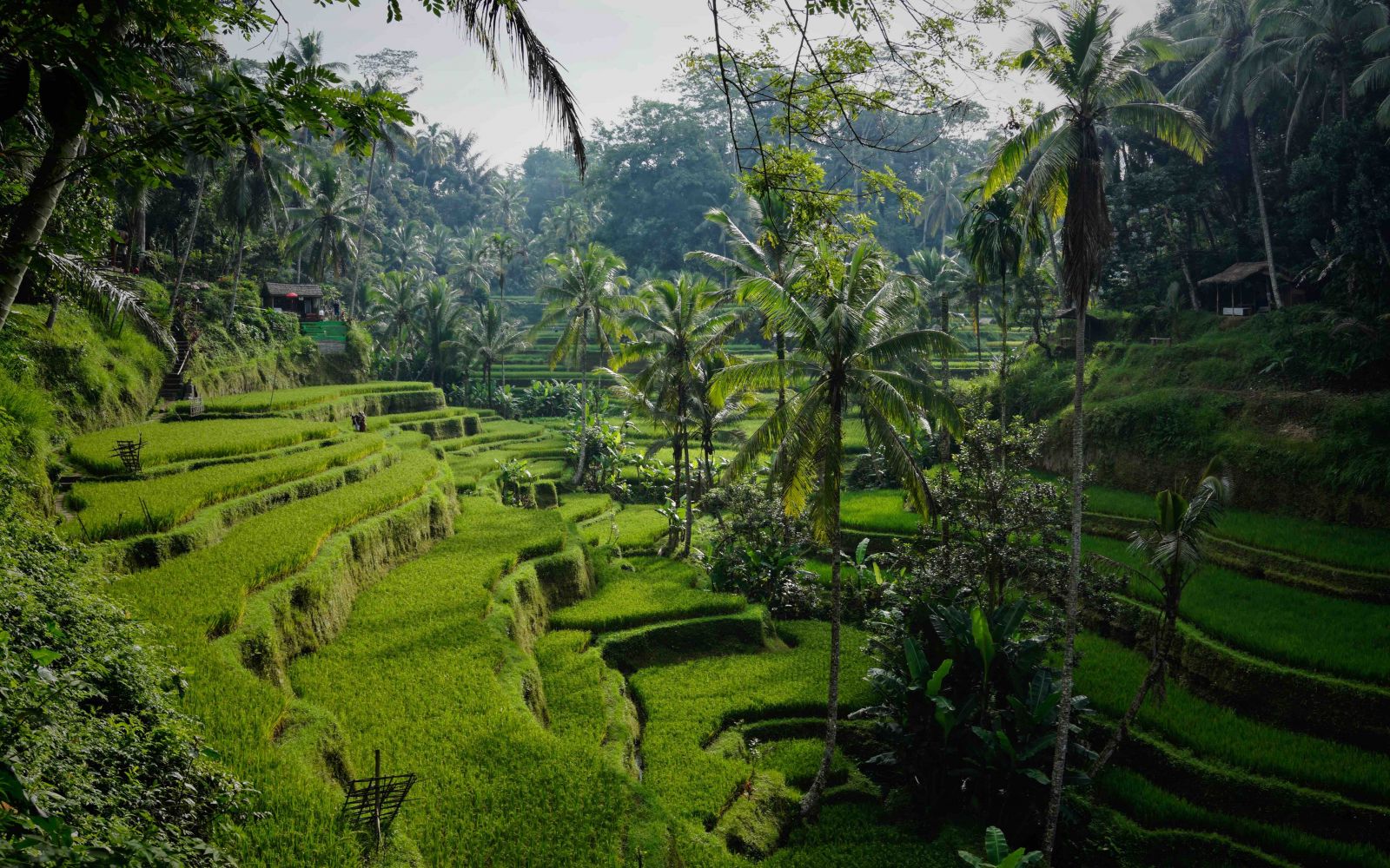 Viaggio di gruppo Bali e Indonesia