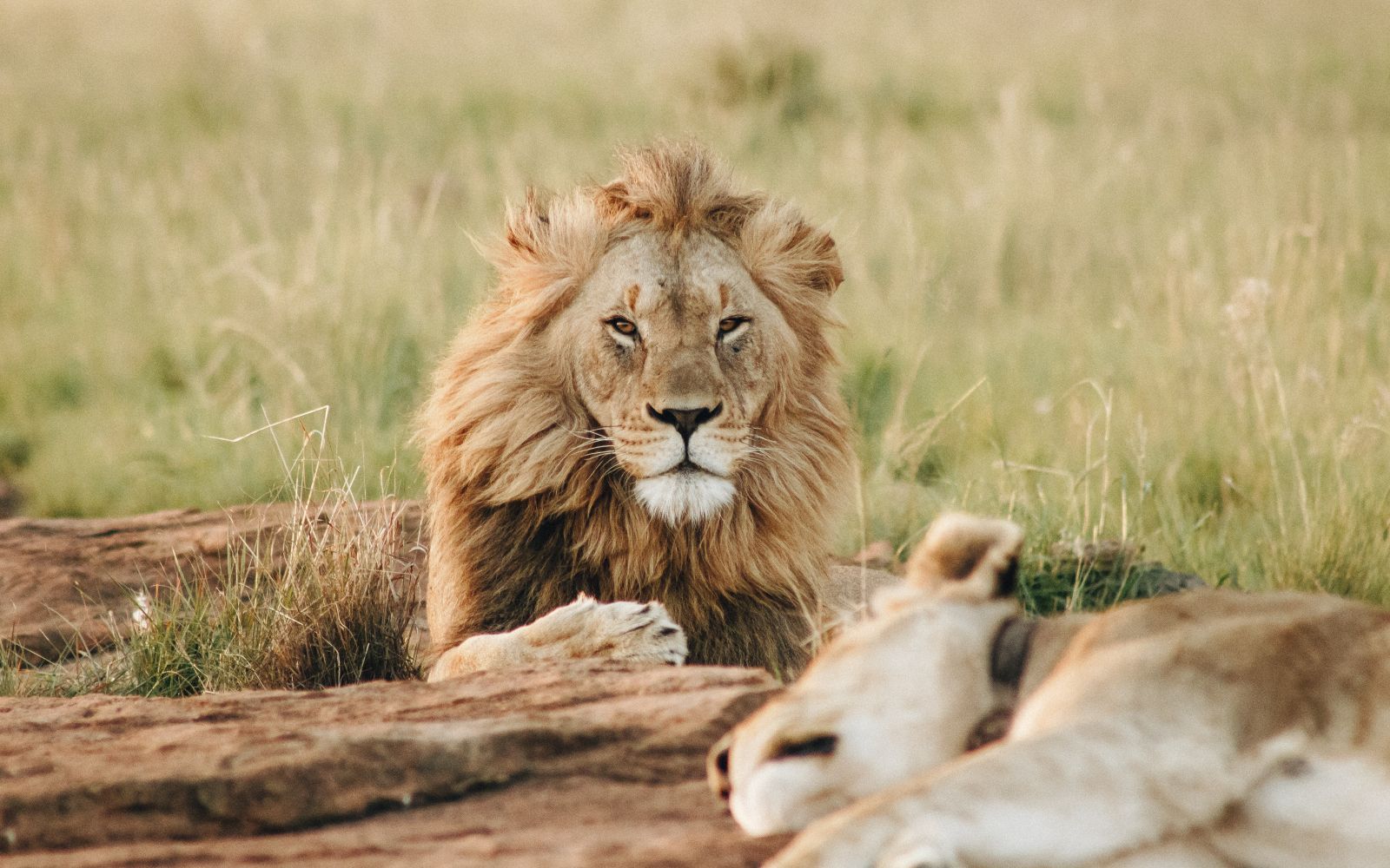Tanzania Safari - La grande migrazione