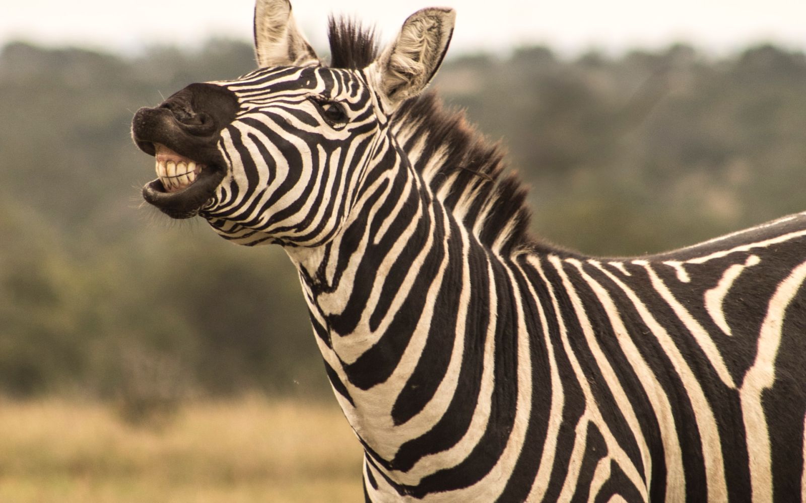 Safari in Kenya