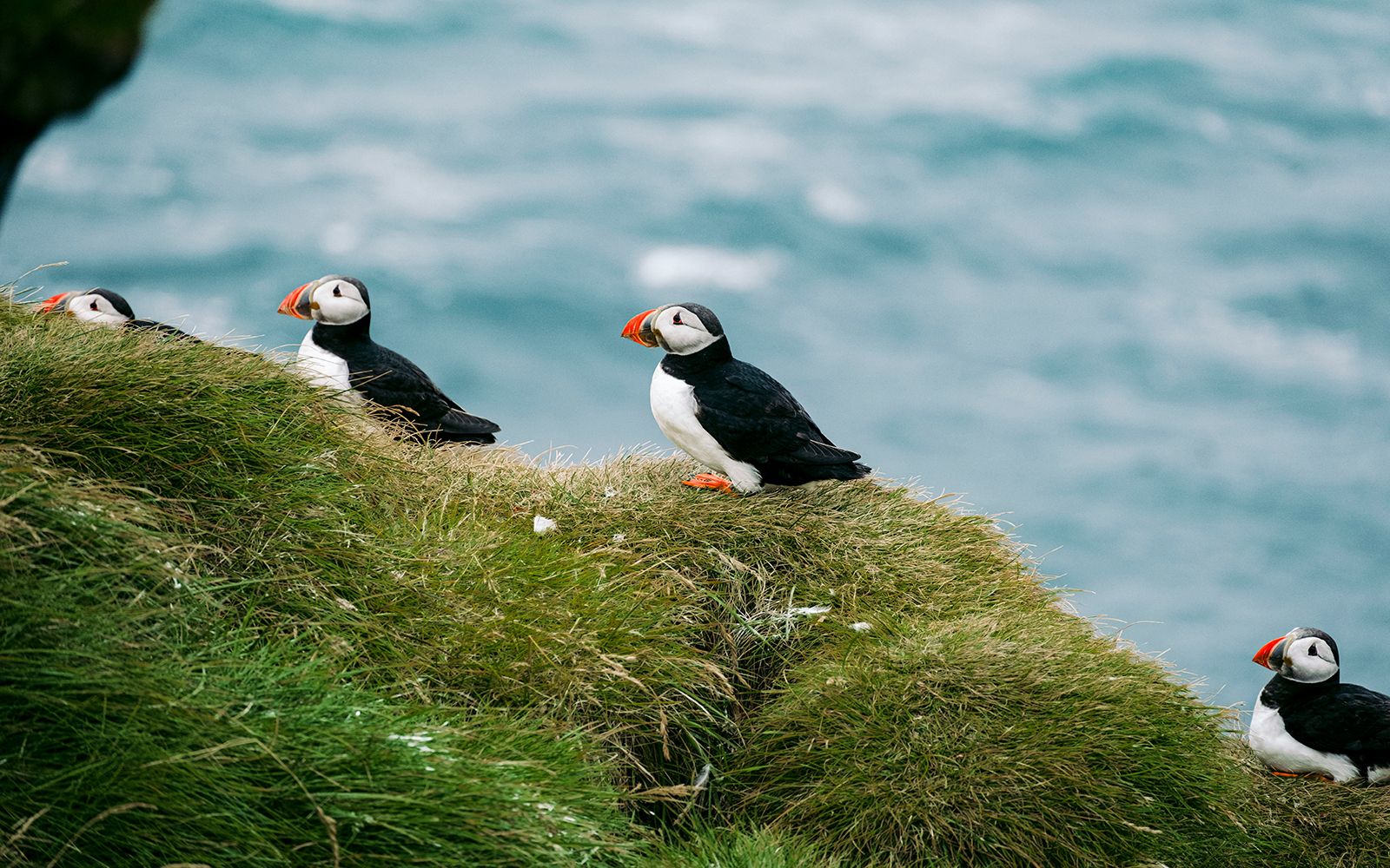 Quali animali si possono vedere in Islanda lungo la Ring Road?