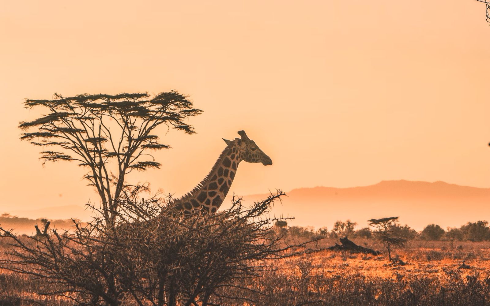 Tanzania e Zanzibar Treedom